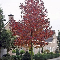 Copalme d'Am�rique, Liquidambar styraciflua en automne
