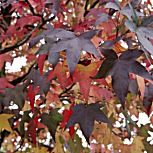 Copalme d'Am�rique, Liquidambar styraciflua: Feuillage automnal