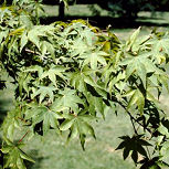 Copalme d'Am�rique, Liquidambar styraciflua: Feuillage de printemps