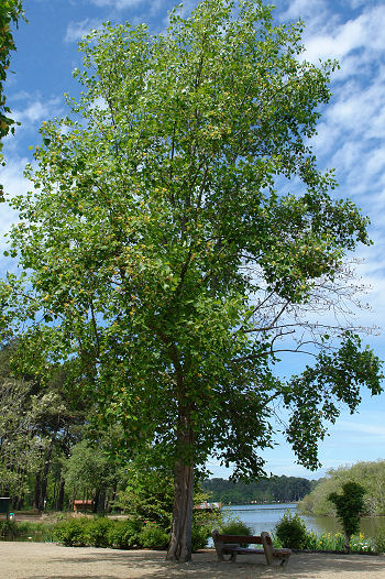 Tulip Tree - Liriodendron tulipifera