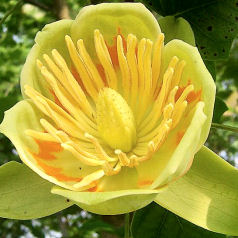 Tulip Tree - Liriodendron tulipifera Tulip Tree - Liriodendron tulipifera