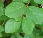 Ch�vrefeuille d'hiver - Lonicera fragrantissima - Feuilles