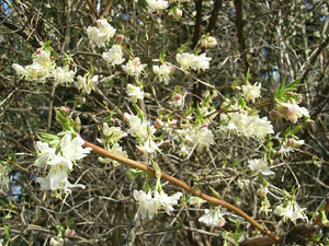 Ch�vrefeuille d'hiver - Lonicera fragrantissima