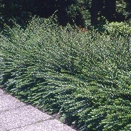 Ch�vrefeuille nain - Lonicera nitida