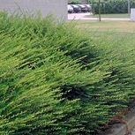 Ch�vrefeuille nain - Lonicera nitida