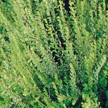 Ch�vrefeuille nain - Lonicera nitida