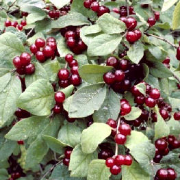 Madressilva - Lonicera xylosteum - frutos