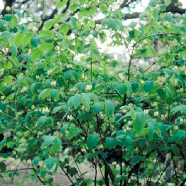 Madressilva - Lonicera xylosteum - Folhagem
