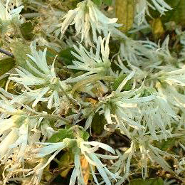 Loropetalum
