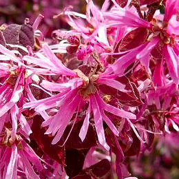 Loropetalum Burgundy