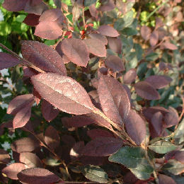 Loropetalum Rubra