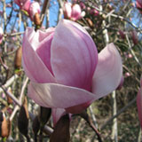 Flower of Alexandrina Tulip tree or Saucer Magnolia - Magnolia x soulangeana 'Alexandrina'