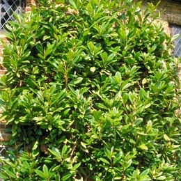 Magn�lia de flores grandes - Magnolia grandiflora