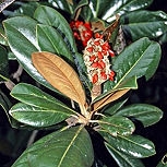 Magnólia de flores grandes - Magnolia grandiflora Magnólia de flores grandes - Magnolia grandiflora