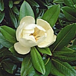 Magnólia de flores grandes - Magnolia grandiflora Magnólia de flores grandes - Magnolia grandiflora