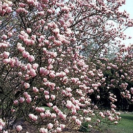 Magn�lia h�brida - Magnolia x soulangeana 'Alexandrina'