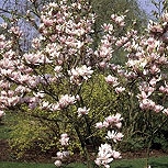 Magnólia híbrida - Magnolia x soulangeana 'Alexandrina' Magnólia híbrida - Magnolia x soulangeana 'Alexandrina'