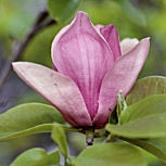 Magnólia híbrida - Magnolia x soulangeana 'Alexandrina' Magnólia híbrida - Magnolia x soulangeana 'Alexandrina'