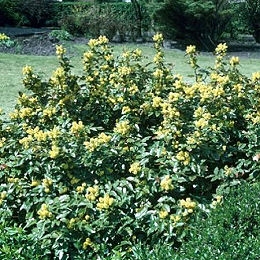 Mahonia en bordure d'un jardin