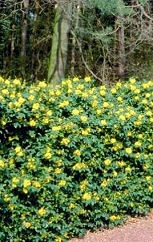 Mahonia en haie de s�paration