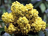 Fleurs du mahonia