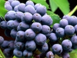 Fruits du mahonia