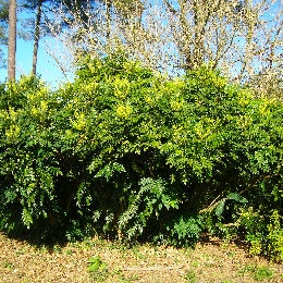 Mahonia bealei en haie �cran
