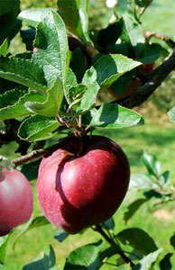 Apple tree 'Starkrimson'
