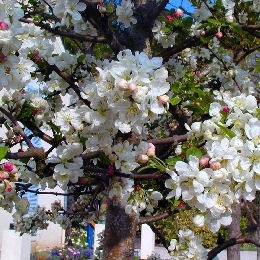 Malus perpetu� 'Evereste' - Perpetu 'Evereste' Crab-apple
