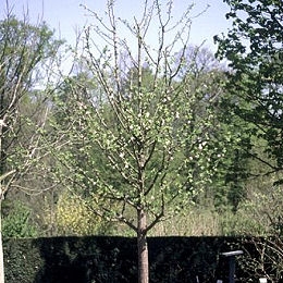 Manzano silvestre - maguillo - &nbsp;Malus communis - malus sylvestris - malus acerba