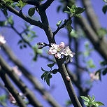 Manzano silvestre - maguillo - &nbsp;Malus communis - malus sylvestris - malus acerba