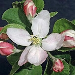 Manzano silvestre - maguillo - &nbsp;Malus communis - malus sylvestris - malus acerba