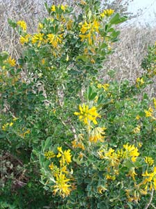 Moon Trefoil - Medicago arborea