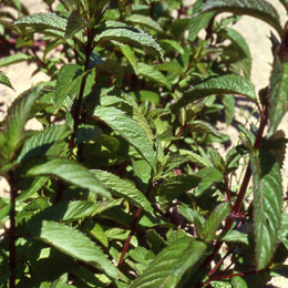 Peppermint - Mentha piperita
