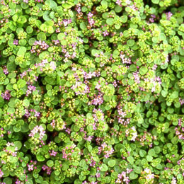 Menthe de Corse - Mentha requienii