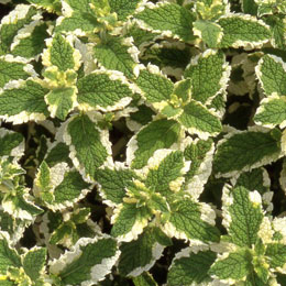 Menthe douce panach�e - Mentha suaveolens 'Variegata'