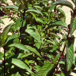 Hortel�-pimenta - Mentha piperita