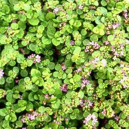 Hortel� de C�rsega - Mentha requienii