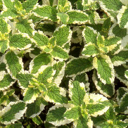 Hortel� doce - Mentha suaveolens "Variegata"