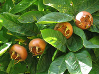 Fruits de N�flier commun