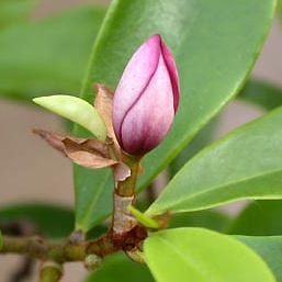 Arbuste banane - Michelia figo