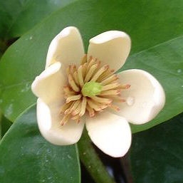 Arbuste banane - Michelia figo