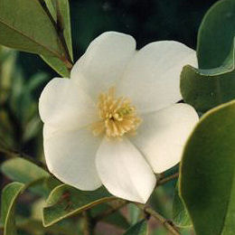 Michelia yunnanensis / Michelia yunnanensis