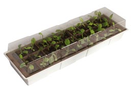 Mini-estufa para o rebordo da janela