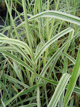Miscanthus veriegated ou Eulalia 'Variegatus' - Miscanthus sinensis 'Variegatus'