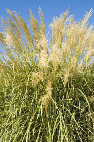 Miscanthus transmorrissonensis - Miscanthus transmorrissonensis