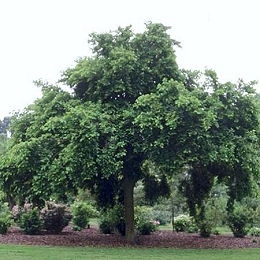Tr�s beau murier blanc dans un jardin