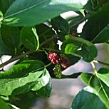 Les fruits du murier blanc sont comestibles