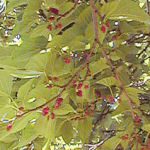 Mulberry - Morus kagayamae Mulberry - Morus kagayamae