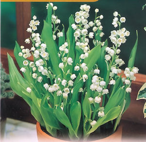 Lily of the valley